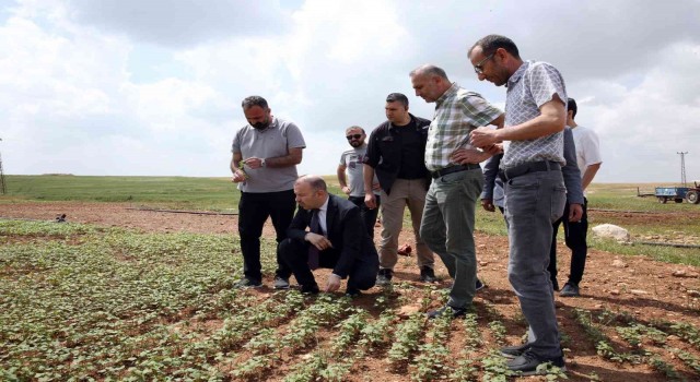 Mardin Büyükşehir Belediyesinden çölyak hastalarına müjdeli haber