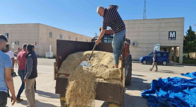 Mardinde yılın ilk arpa hasadı başladı, çiftçiye altın hediye edildi