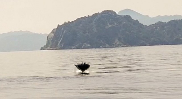 Marmaris açıklarında Hayalet Vatoz sürprizi