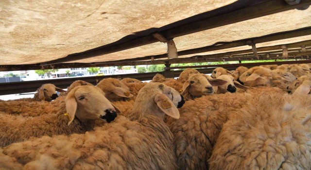 Meralar Şenleniyor projesinde kuralar çekiliyor