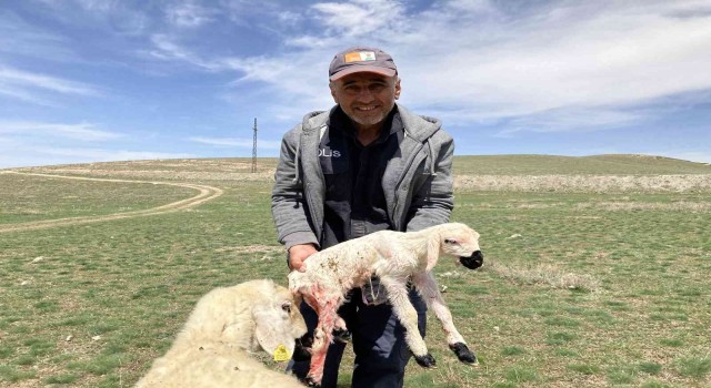 Meraya giden koyun doğurdu, ortaya renkli görüntüler çıktı