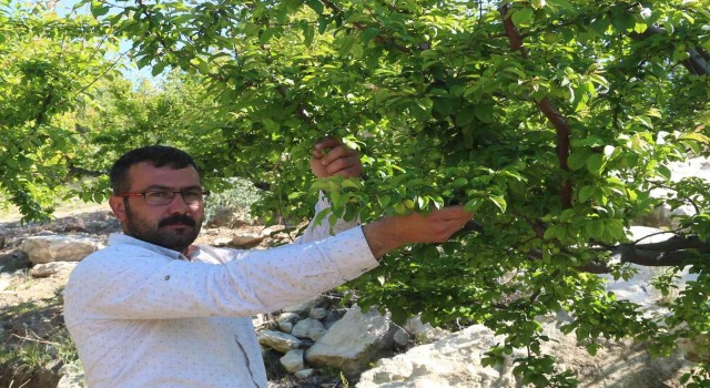 Mersinde erik altın yılını yaşıyor