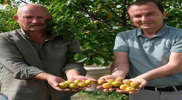 Mersinde sofralık kayısı hasadı başladı