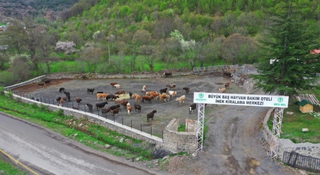 Mesudiyeye Hayvan Organize İhtisas Bölgesi müjdesi