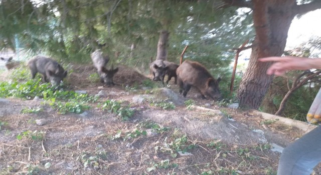 Milasta mahalle sakinleri domuzlara yiyecek verdi