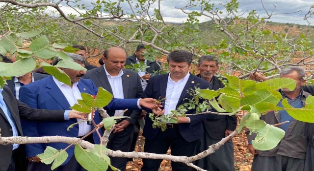 Milletvekili Tutdere: “Dolu afetinden dolayı ağaçlarda dal, ekinlerde başak kalmadı”