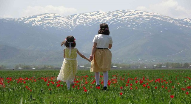 Muş Ovası lalelerle kırmızıya boyandı