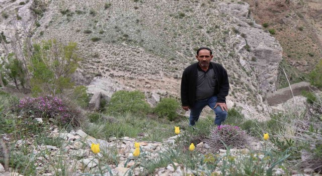 Oltuda doğal laleler Sitare Dağını süslüyor