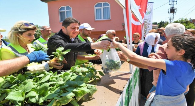 Orduda üreticilere 200 bin adet fide desteği