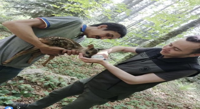 Ormanda yaralı karaca bulundu