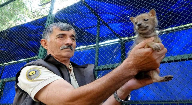 Osmaniyede bulunan çakal yavrusu koruma altına alındı