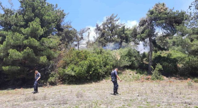 Osmaniyede orman yangını