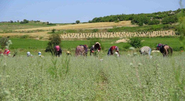 Osmaniyede üretilen kekikler Filistine ihraç ediliyor