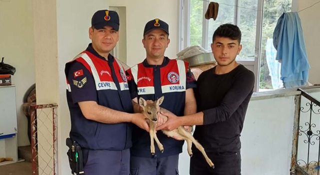 Osmaniye'de Yaralı halde bulunan karaca yavrusu tedavi altına alındı