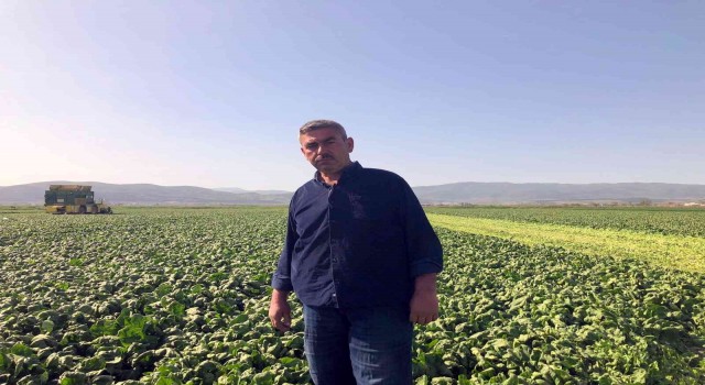 Avrupanın ıspanağı Bursadan gidiyor