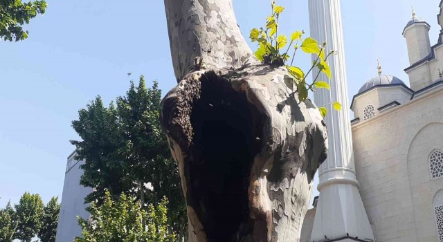 Pendikte şaşırtan görüntü: Arılar ağaç kovuğuna yuva yaptı