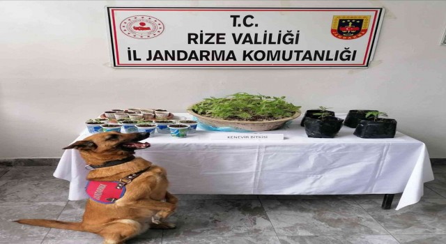 Rizede uyuşturucu operasyonu: 2 gözaltı
