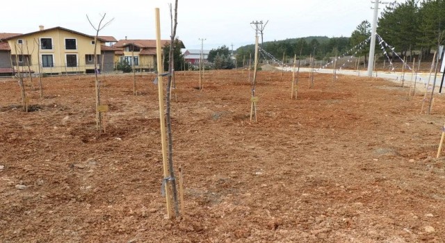 Safranboluda 55 bin fidan toprakla buluşturuldu