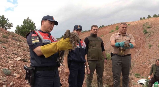 Sağlığına kavuşan doğan ve kızıl şahin doğaya bırakıldı