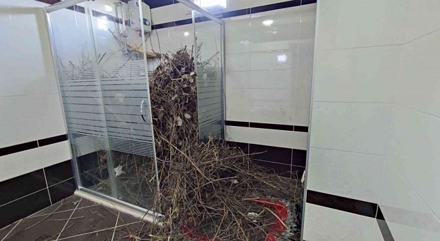Sakaryada şaşırtan olay: Kargalar evi bakın ne hale getirdi