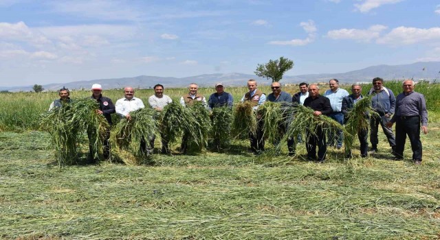 Salihlide yem bitkisi hasadı gerçekleştirildi