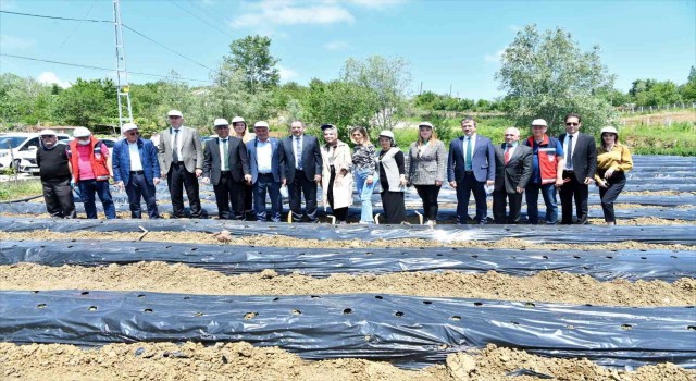 Samsunda 500 bin çilek fidesi, 11 bin 880 aronya fidanı dağıtıldı