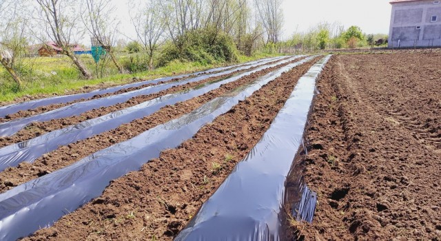 Samsunda çilek üretimi yaygınlaşıyor