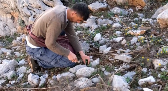 Sarp dağlarda yetişen eşsiz lezzet: ‘Çiriş otu