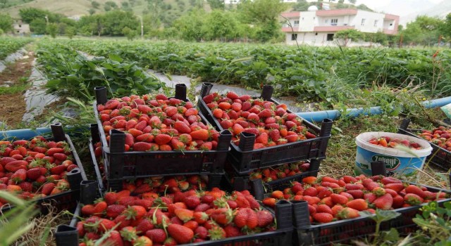 Savaş halinde olan Rusya ve Ukraynaya Sason çileği