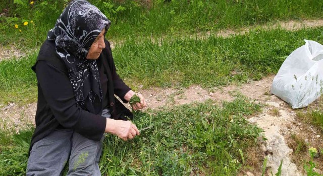 Sezon başladı, ailecek tek tek elleriyle topluyorlar