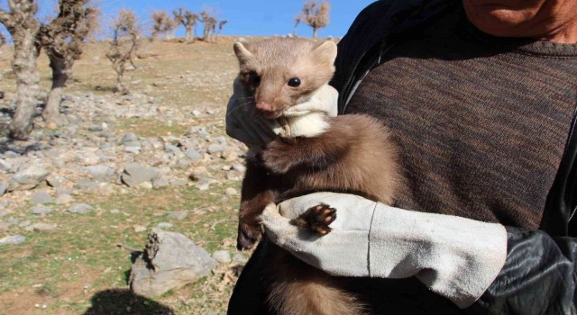 Siirtte kedi, köpek ve gelincikler kayıt altına alınacak