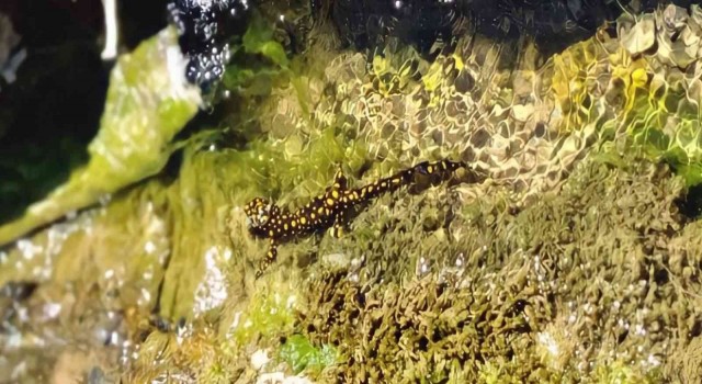 Siirtte nesli tükenmekte olan sarı benekli semender görüntülendi