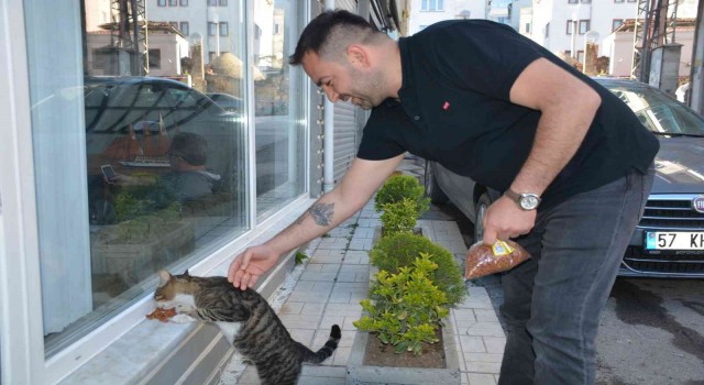 Sinoplu esnaf mahalledeki kedilere sahip çıkıyor