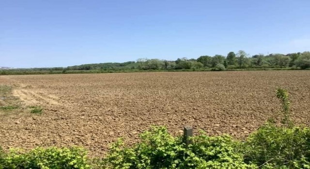 Sinopta izinli kenevir ekimi