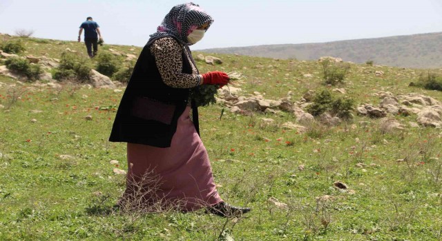 Şırnaklıların yeni geçim kaynağı ‘Yılanyastığı ihracatı