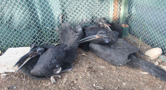 Şırnakta 4 Habeş boynuz gagası ve 10 alyanaklı Arap bülbülü ele geçirildi