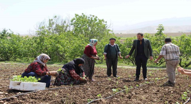 Şırnakta atıl durumdaki araziler üretimle değerleniyor