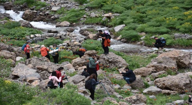 Şırnakta ters lale için turlar düzenleniyor