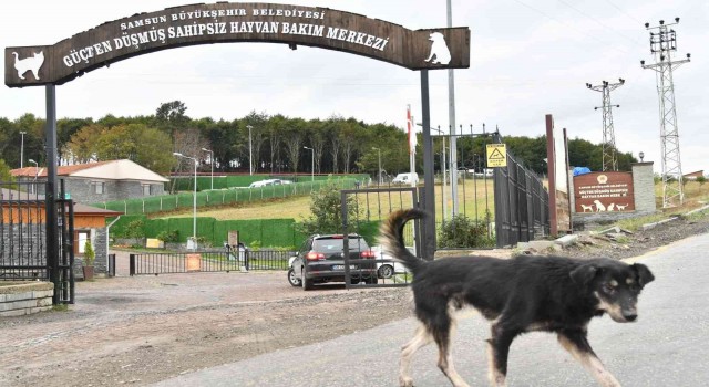 Son 3 yılda 6 bin 550 sahipsiz sokak hayvanı tedavi edildi