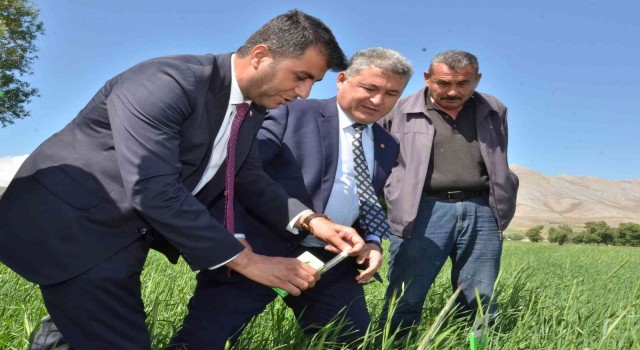 Süne ile mücadele için tarlalara 130 bin arıcık salındı