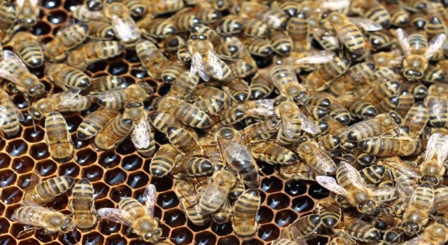 TAB Başkanı Şahinden varroa mücadelesi açıklaması