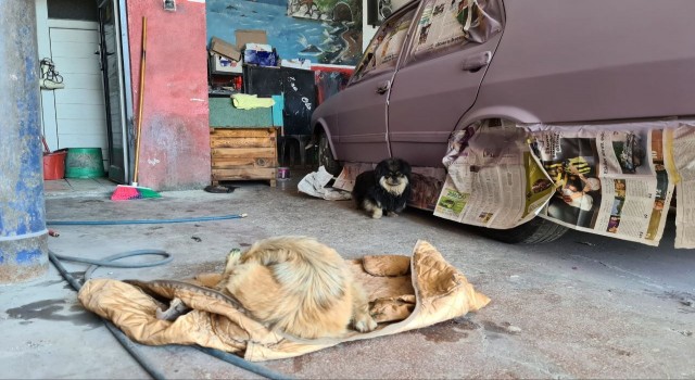 Tamirhanede doğum: Erkek köpek başlarından ayrılmadı