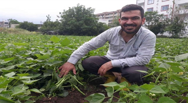 Tarlada kilosu 15 lira... Hatayda taze fasulye hasadı başladı