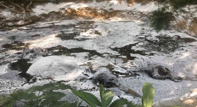 Tayland ormanlarında 5 ölü fil bulundu