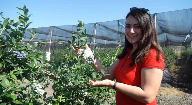 Tek tek elle toplanıyor, kilosu 360 TLye kadar çıkıyor