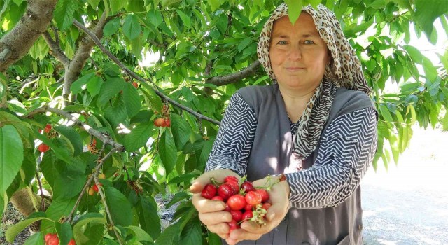 Tokatta turfanda kiraz hasadı başladı