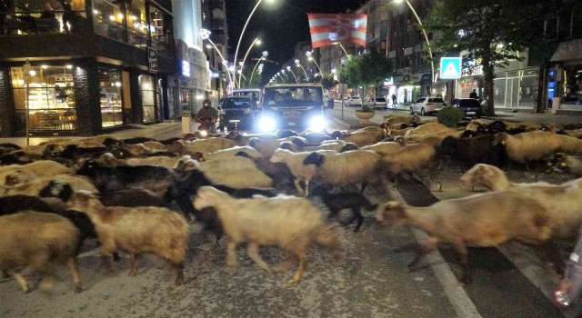 Trafik durdu, koyun sürüsü geçti