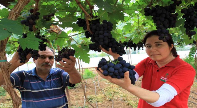 Turfanda siyah incide hasat zamanı... İlk talep turizm bölgelerinden