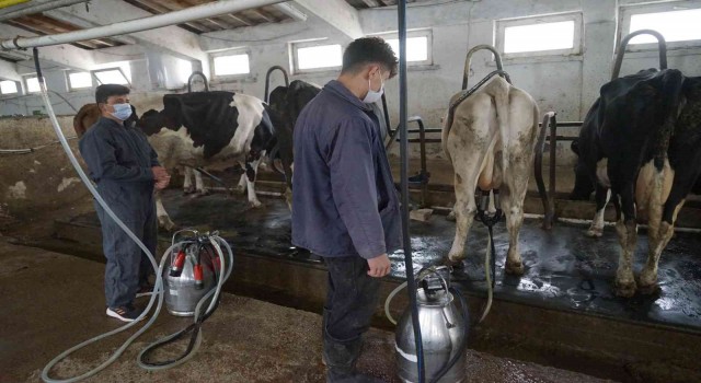 Türkiyede 2021de 23 milyon 200 bin 306 ton ton çiğ süt üretildi