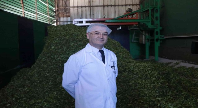 Üreticinin çayı kapış kapış gidiyor, özel sektör ÇAYKURun üzerinde fiyatla çay alıyor